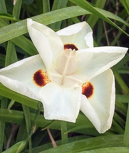 (10 PLANTS) Dietes bicolor African iris butterfly flag fortnight lily 24" Rooted - Picture 1 of 10