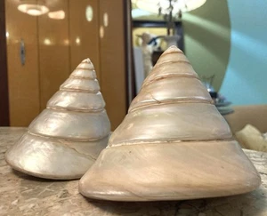 LARGE Trochus Niloticus Mother of Pearl Spiral Pyramid Top Seashell Lot - Picture 1 of 12