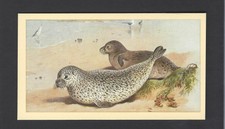 PLAYER (GRANDEE) - BRITISH MAMMALS (LTD) - #9 COMMON SEAL