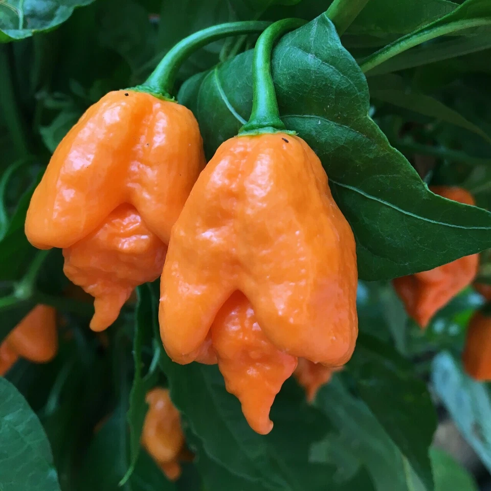 100 semillas de chile naranja Carolina Reaper récord mundial semillas de pimientos picantes Foto 1 de 1