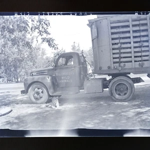 Animal Trainer George Keller camion animali selvatici con leone legato davanti NY 1952 - Foto 1 di 7