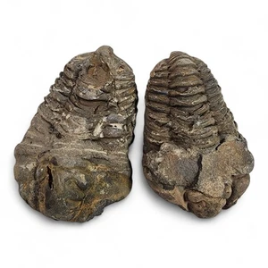 Trilobite Fossils from Morocco 142.1 grams. 2 Piece Lot - Picture 1 of 3