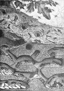 ENTOMOLOGIE (ÉCOLOGIE) - UNE FOURMILIÈRE en COUPE VERTICALE - Gravure 19e siècle - Picture 1 of 2