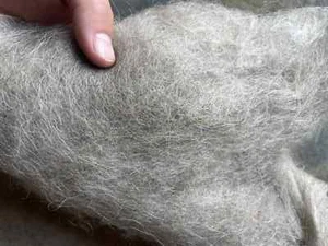 Washed Navajo Churro WOOL ROVING spinning NICE felting fleece fiber not raw wool - Picture 1 of 6