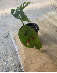 Monstera Obliqua Tina - Picture 1 of 1