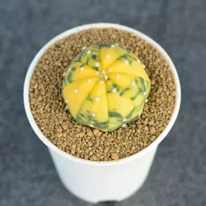 2.5-3cm Cactus Plants Astrophytum Asterias Variegated Beautiful Cactus - Picture 1 of 13