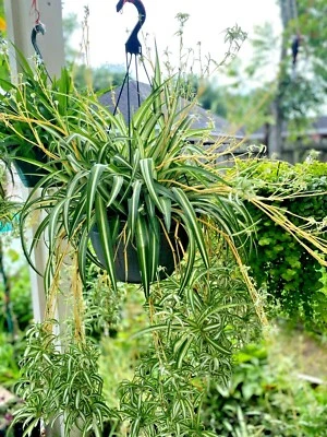 Six of the perennial house plant rooted- spider plant White green - Image 1 of 4