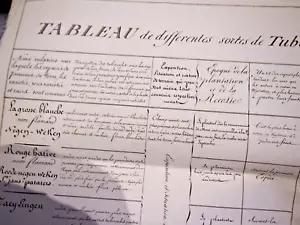 1855 BOTANIQUE LOT DE 2 TRES GRANDS TABLEAUX DES CULTURES DE PARMENTIER EN 1821 - Bild 1 von 4