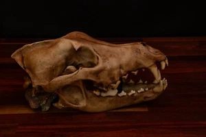 Dire Wolf - Réplica tamaño natural - Pieza de alta calidad - ¡Entrega gratuita en todo el mundo! - Imagen 1 de 6