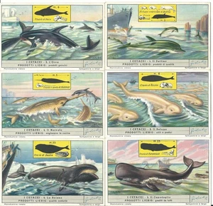 S 1565 / LIEBIG / I CETACEI ( ITA ) MF47063 - Imagen 1 de 1