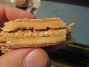 Fossilized Bone - Picture 1 of 4