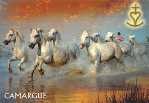 13-EN CAMARGUE-N�4024-D/0035 - Picture 1 of 2