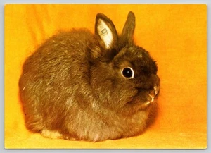 Postcard Zwergfuchskaninchen Dwarf Fox Rabbits Easter Greetings - Picture 1 of 2