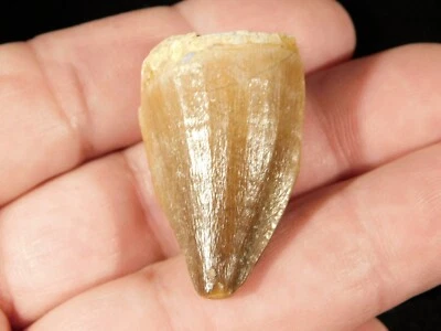 Cretaceous Era Mosasaurus TOOTH Fossil 109 Million Years Old! Morocco 13.8gr - Image 1 of 4