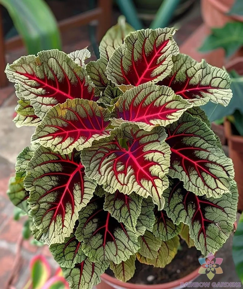 25 + Dragons Blood Coleus 种子用于花园种植 - 美国 - 免费送货! — 第 1/1 张图片