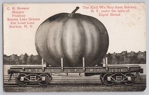 Postal Starkey NY CR Brewer Shipper Produce Exagerado Calabaza Cupido Marca - Imagen 1 de 2