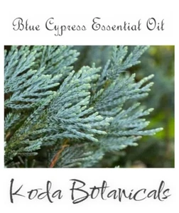 BLUE CYPRESS (Callitris intratropica) 100% Pure Essential Oil 10ml - Bild 1 von 2