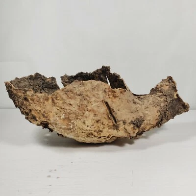 Saguaro 靴子 干仙人掌 鸟巢 沙漠 荒野 西南装饰 — 第 1/4 张图片