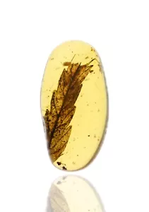 Hoja bien conservada, inclusión de insectos fósiles en ámbar birmano - Imagen 1 de 2