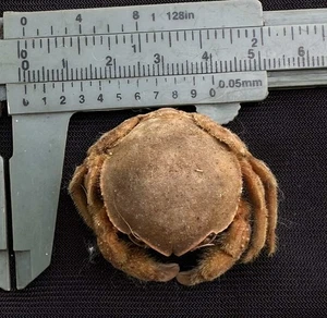 CRABS/Deep sea crab species preserved dried crabs - Picture 1 of 2