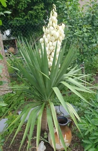 Yucca Palme Gloriosa Palmlilie ca.40cm ABLEGER direkt ausGarten❄ - Bild 1 von 8