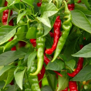 Long Slim Cayenne Hot Pepper Seeds | NON-GMO | Heirloom | Fresh Garden Seeds - Picture 1 of 2