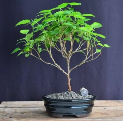 Morera Bonsai Árbol Flor Enano Planta Perenne Morus Nigra Vivo 12-13"H Foto 1 de 2
