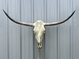 LONGHORN STEER SKULL 4 FEET WIDE POLISHED BULL HORN MOUNTED COW HEAD - Picture 1 of 3