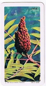 Brooke Bond Red Rose Tea Card #38 Staghorn Sumac Trees Of North America - Picture 1 of 2