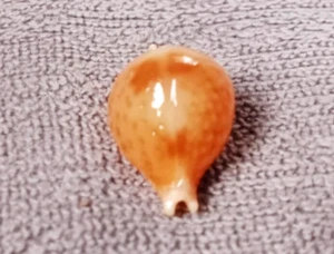 Pustularia bistrinotata samarensis 17 mm GEM 7 round body shape Collection WOW!! - Picture 1 of 6
