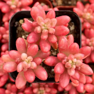 SEDUM RUBROTINCTUM "AURORA" - PINK JELLY BEANS - 2" DIAMETER POTTED PLANT - Picture 1 of 4