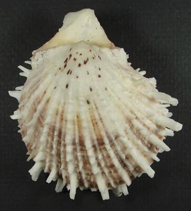 SPONDYLUS ECHINATUS 73mm SUPER CHOICE SPECIMEN Broome, Western Australia - Picture 1 of 2