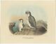 Antique Bird Print of an Adult and Young Temminck's Auk by Elliot (1869)