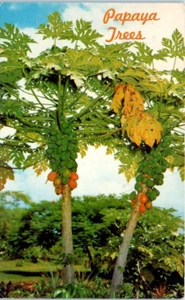ÁRBOLES DE PAPAYA Hawaii HI agricultura - Postal - Imagen 1 de 2