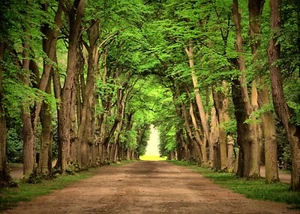 Forest Path Natural Scenery Vinyl Background Photography Backdrop Studio Props - Picture 1 of 10