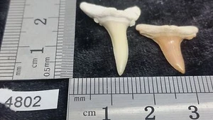 Konvolut 2 x Haizahn Fossil Sammlung Archäologie Deko Deko - Bild 1 von 1