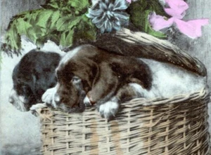 Postkarte um 1909 Süße Welpen im Blumenkorb #C9 - Bild 1 von 3