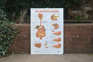 vintage educational school poster old teaching diagram body chart -FREE POSTAGE - Picture 1 of 10