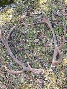 Abwurfstange Geweih Rothirschgeweih Hirschgeweih Hirschhorn Jagd Jäger Jagen - Bild 1 von 4