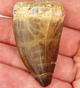 Thalassotitan atrox 2.13" Mosasaur Tooth Fossil - Posterior - Morocco - Picture 1 of 7