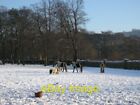 Photo 6x4 Horses in the Snow at Cottingley (2) Shipley In a field next to c2009