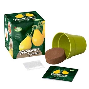 Heirloom Tomato - Grow Your Own Yellow Pear - Picture 1 of 1