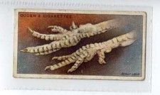 (Jf8061) OGDENS,POULTRY REARING & MANAGEMENT 1ST,SCALY LEGS,1922,#18