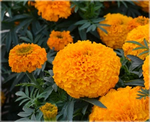 DWARF MARIGOLD FLOWER SEEDS Flower Garden Marigold Dwarf Flower Seeds - Picture 1 of 1