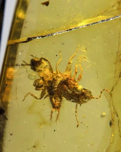 Burmese fossil burmite Cretaceous amber unknown insect fossil amber Myanmar - Picture 1 of 6
