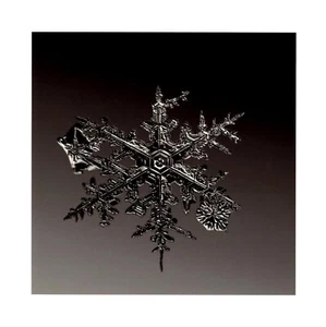 SIGNED MIKE & DOUG STARN SNOWFLAKE 8 x 8 PRINT ALLEVERYTHINGTHATISYOU SNO7_077 - Picture 1 of 3