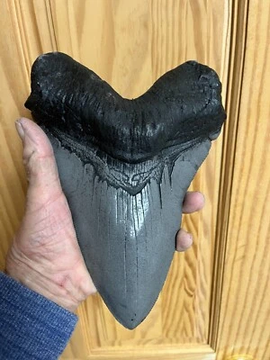 MASSIVE megalodon tooth replica 9" CONVERSATION LITE GRAY WITH A BLACK ROOT - Image 1 of 4