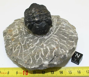 Trilobite sur matrice - Phacops - Maroc ( dinosaure - 011 ) - Imagen 1 de 6