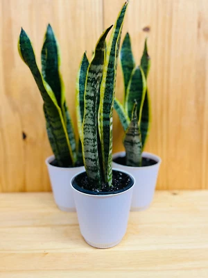 HOUSEPLANTS NEW YORK LLC Snake Plant 4” includes White Cover Pot