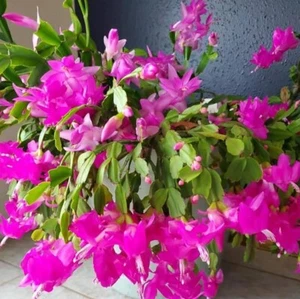 Pink Christmas Cactus Plants Live in 3 Inch Pot - 5-6in Tall - Holiday Cactus - Picture 1 of 9